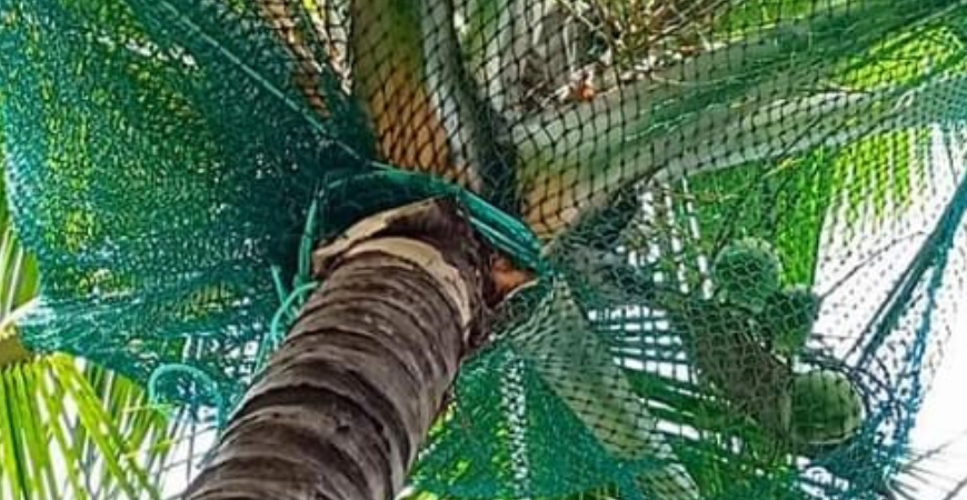 COCONUT TREE NETS IN BENGALURU
