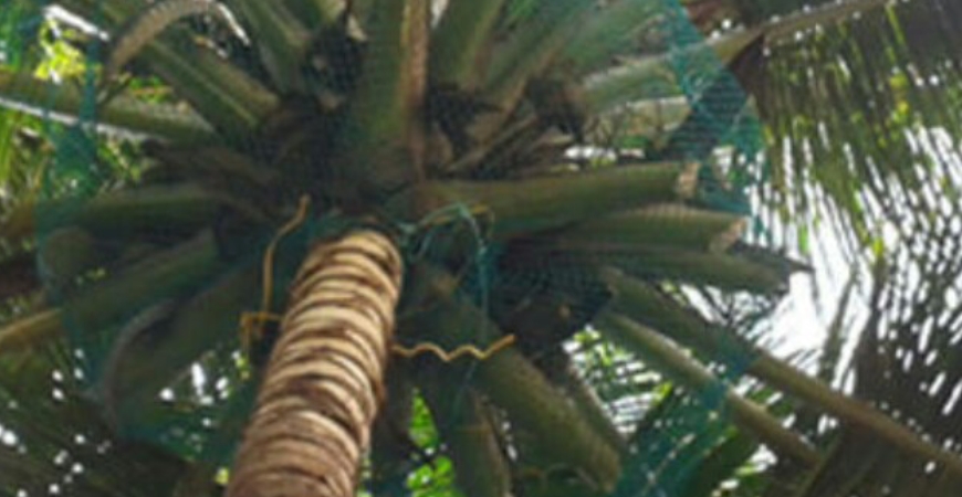 COCONUT TREE NETS IN BENGALURU
