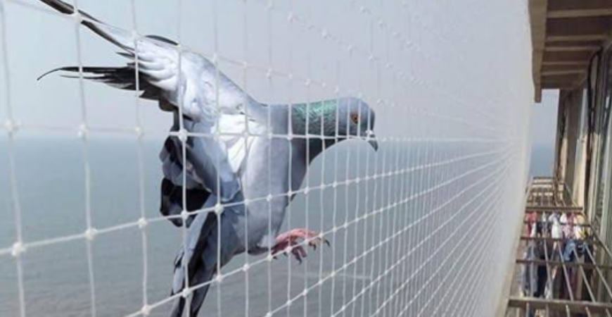 PIGEON NETS IN BENGALURU
