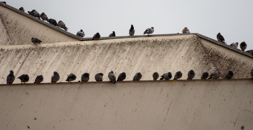 PIGEON NETS IN BENGALURU
